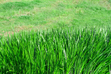 Weed and grass landscape in summer.