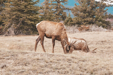 Two wild elk eating