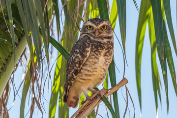 Brazilian burrowing owl (Athene cunicularia grallaria) 3
