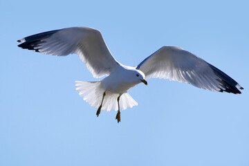 Ring billed gulls flying at the lake against a bright sunny early spring sky