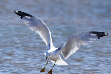 Ring billed gulls flying at the lake against a bright sunny early spring sky
