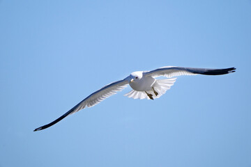 Ring billed gulls flying at the lake against a bright sunny early spring sky