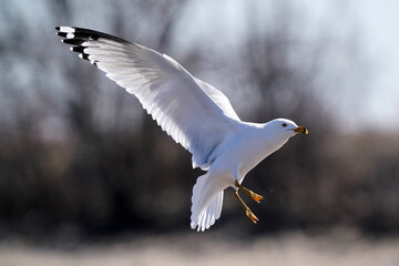 Ring billed gulls flying at the lake against a bright sunny early spring sky