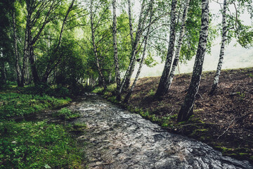 Scenic landscape with small river in birch grove in vintage tones. Atmospheric forest scenery with green mountain river with transparent water and stony bottom. Clear water in beautiful mountain brook