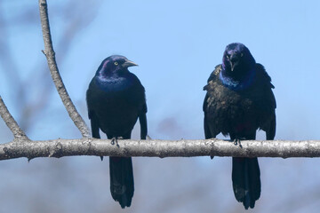 Common Grackle on branch looking up in beautiful iridescent plumage on bright spring day with sky behind
