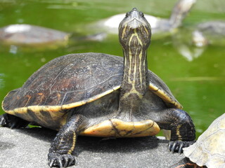 Tortuga Tak'alik Ab'aj