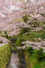 Fototapeta premium 京都 桜が満開の哲学の道