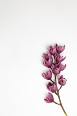 Cymbidium flower on white background. top view, copy space