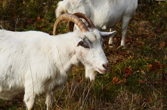 A white goat with large horns grazes on a meadow. Livestock, farming, livestock. High quality photo