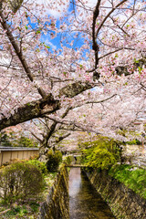 Fototapeta premium 京都 桜が満開の哲学の道