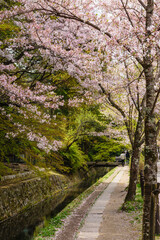 京都　桜が満開の哲学の道