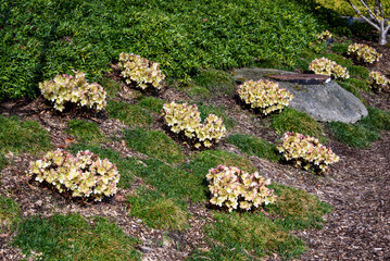 Hellebore blooming and ground cover in a garden with a sewer opening, sunny day
