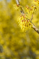 Closeup of Witch Hazel in bloom with bright yellow flowers, as a nature background
