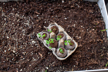 Peat pellets sitting in an egg carton as a holder are ready to be transplanted into a patio garden...