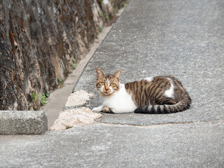 呉市両城の地域猫