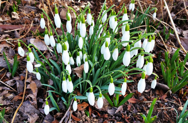 White snowdrops. Blooming white galanthus in spring.