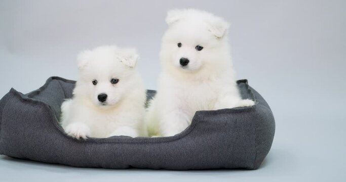 Cute Samoyed puppies in pet bed on grey background