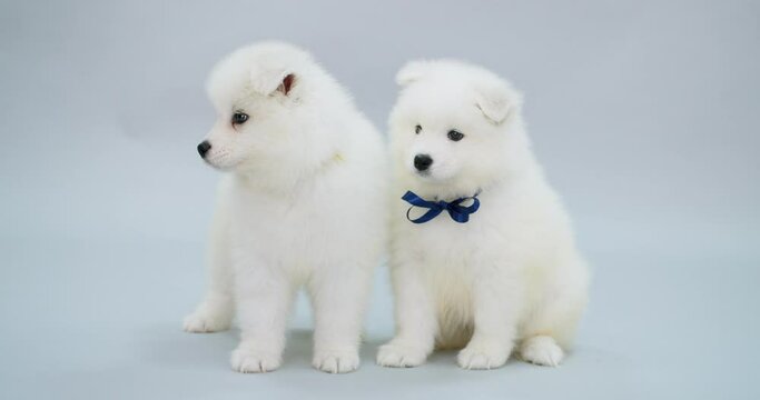 Cute Samoyed puppies on grey background