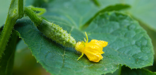 Cucumber flower and ovary on the green leaf. Yellow blossom and young fruit close-up