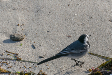 white wagtail walking on the sand Motacilla alba