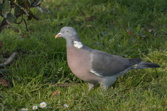 Common Wood Pigeon on the grass Columba palumbus