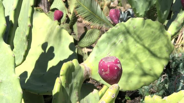 4K HD video zooming in on fruit of Opuntia ellisiana Prickly Pear cactus   The&nbsp;fruit&nbsp;of prickly pears is edible, but must be peeled carefully to remove the small spines on the outer skin before eating