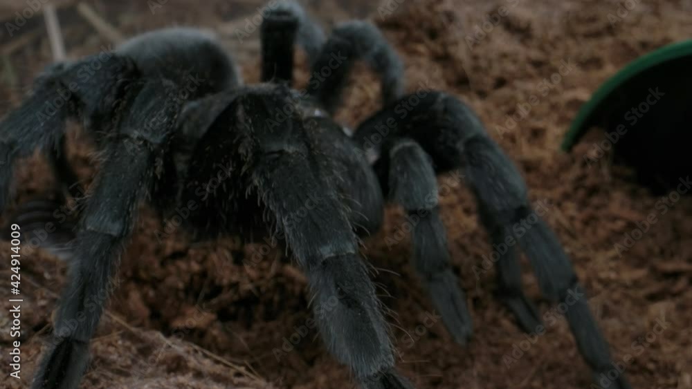 Poster cockroach escaping a tarantula predator