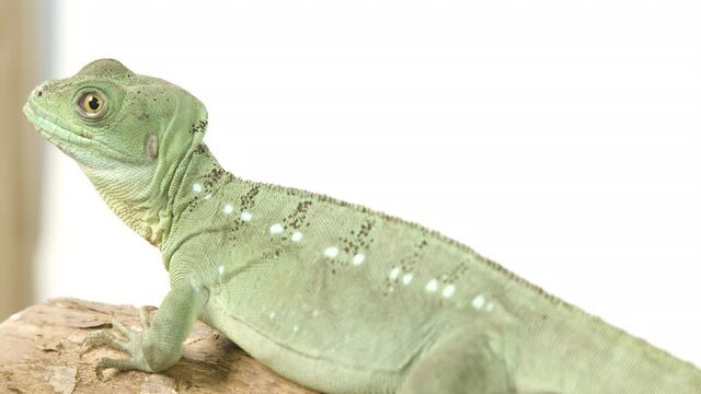 Basilisk basking on a tree branch
