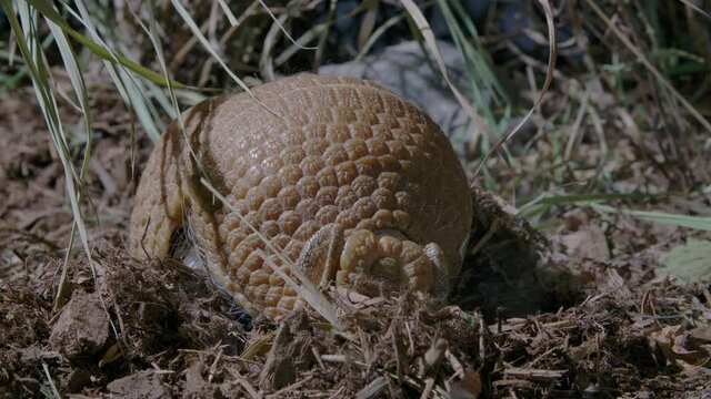 Armadillo rooting around for food in the dirt