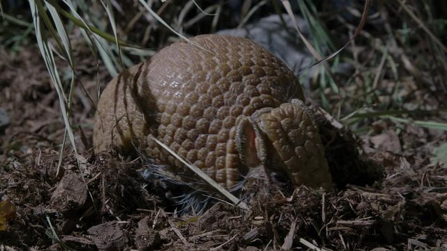 Armored armadillo hunting for bugs in the dirt
