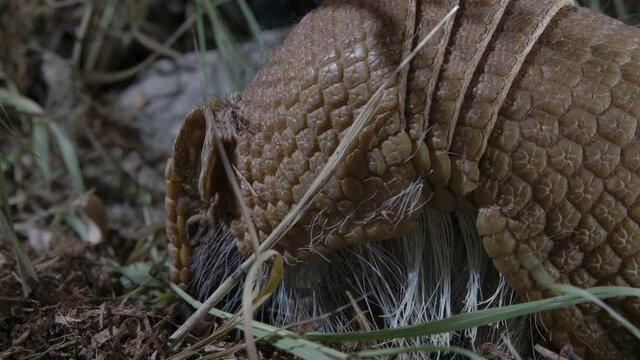 close up of armadillo eating bugs
