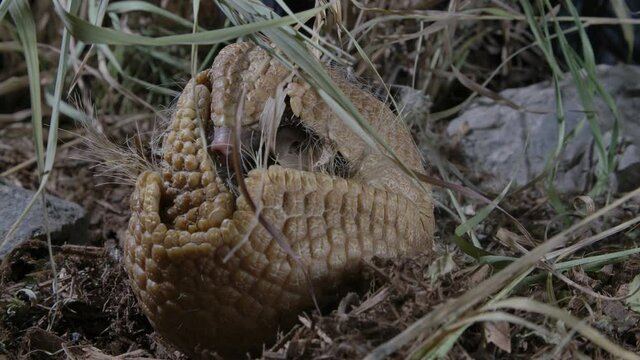 Armadillo rolled up in a ball - defensive mechanism of prey animals