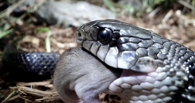 Black rat snake eating a mouse slow motion