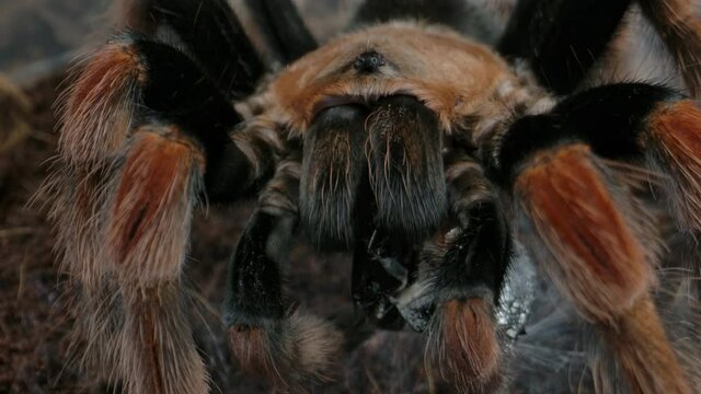 Tarantula spinning web around his prey