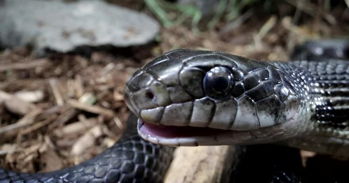 Black rat snake tongue slow motion