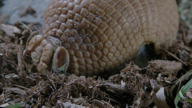 Armadillo close up rooting in dirt for food