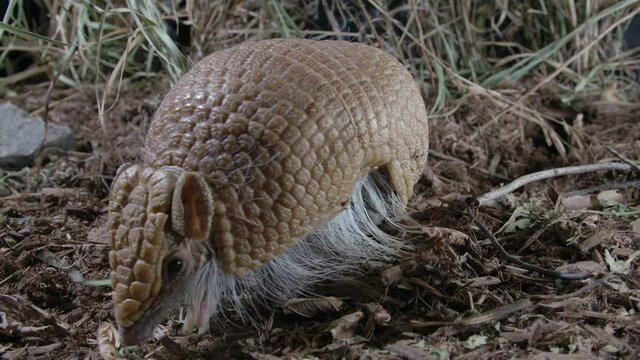 close up wide angle view of armadillo in nature