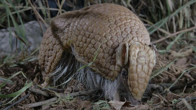 Close up of armadillo in grass and dirt