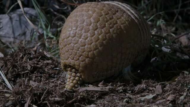Amazing armadillo hunting for food