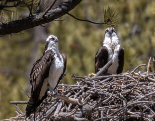 Obraz premium Osprey Nesting Pair