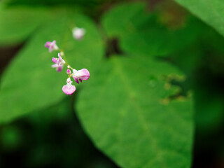 小さなピンクの花