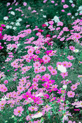 Fototapeta premium コスモス