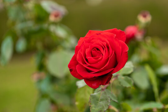 Live Red Rose, Rosaceae Rosoideae Rosa, Flower blossom on a plant with green leaves in garden, ready for picking or Valentines Day.
