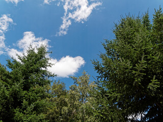 空と木々