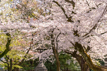 東京都千代田区九段にある靖国神社に咲く桜