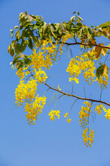 Yellow blossom of Cassia fistula (Yellow tree in Israel). Tree of yellow rain