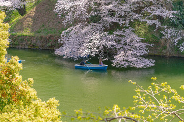 東京都千代田区九段にある千鳥ケ淵に咲く桜
