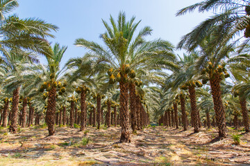 Fototapeta na wymiar Cultivation of date palms in Israel. Agriculture in the Middle East. Palm Grove. 