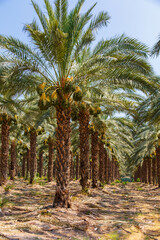 Obraz premium Cultivation of date palms in Israel. Agriculture in the Middle East. Palm Grove. 