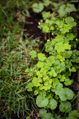 Texture from grass and tree bark. Greenery background. Green field with grass 